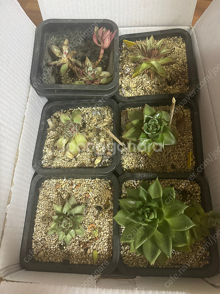 광주 다육이 식물 판매합니다.--1